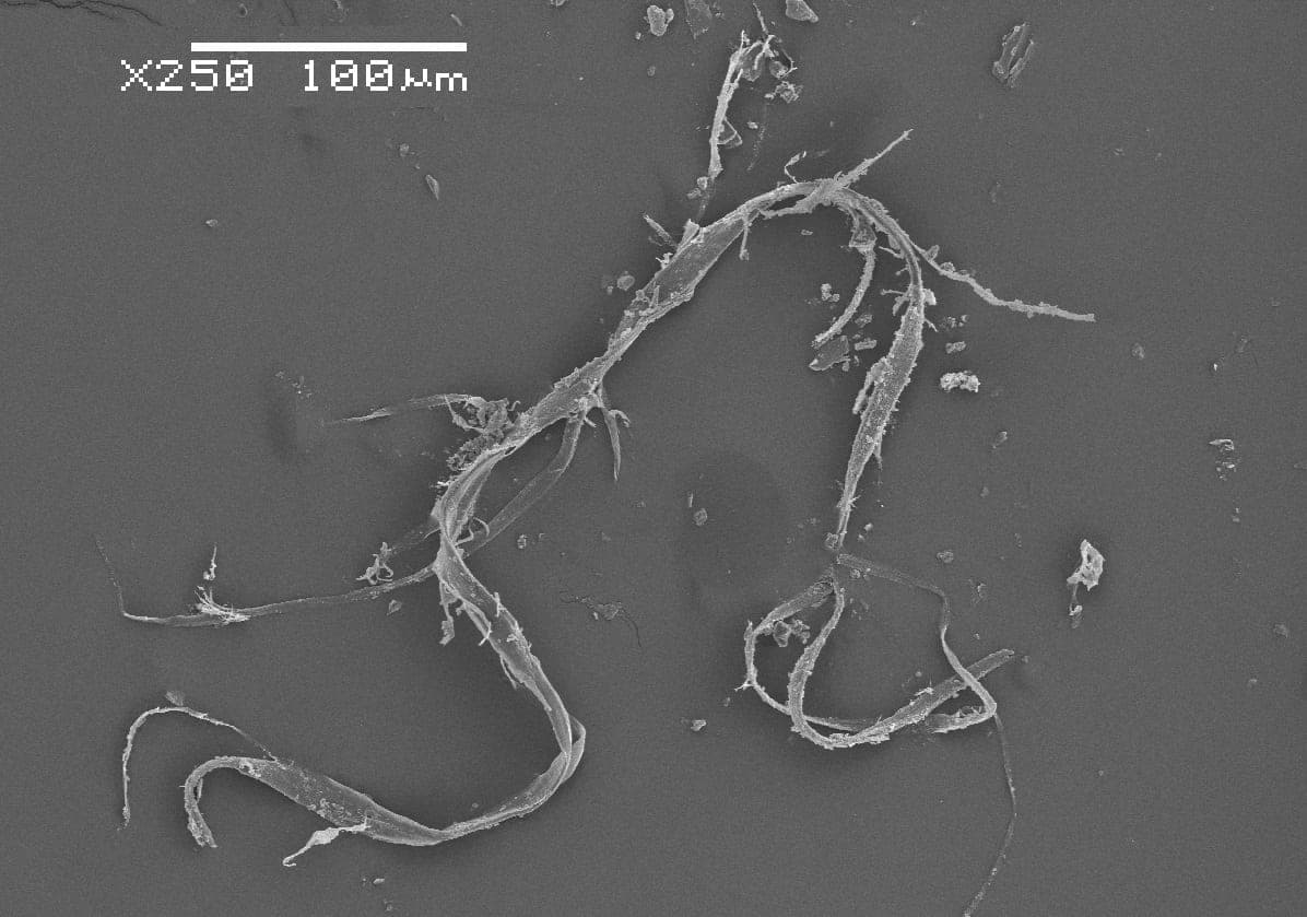 A greyscale scanning electron microscope image of a degraded synthetic fibre, frayed and splitting lengthwise into finer strands with small fragments scattered around it. A scale bar in the corner reads 100 micrometres at 250x magnification.