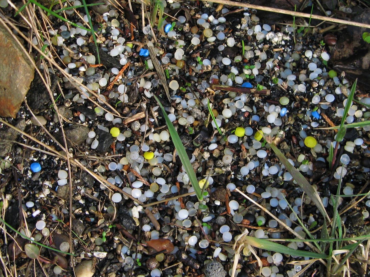 Thousands of lentil-sized plastic pellets — mostly translucent white, with scattered blue, yellow and green ones — spilled across shoreline soil and mixed in among gravel, dead stems and blades of grass.